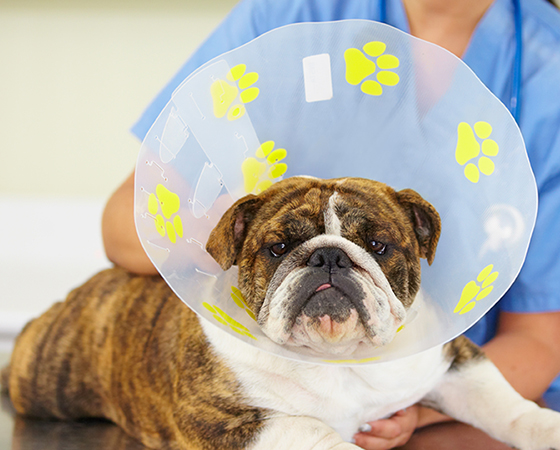 Bulldog wearing a cone collar with a vet in the background