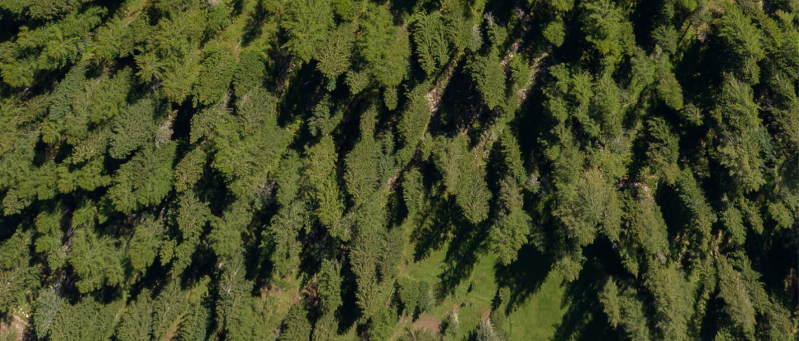 Aerial image of a forest